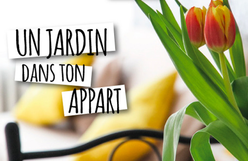 Déco : un jardin dans ton appart !